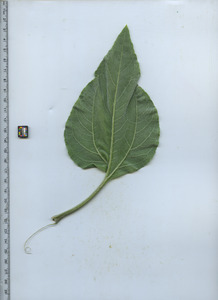 leafbottom