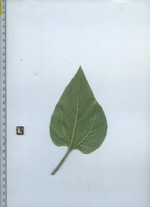 leafbottom