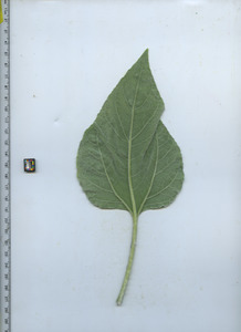 leafbottom