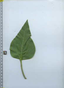 leafbottom