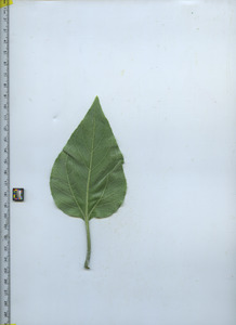 leafbottom