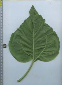 leafbottom
