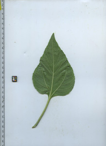 leafbottom