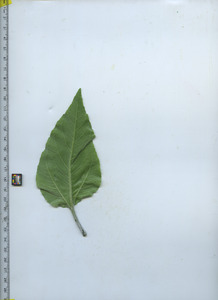 leafbottom