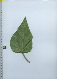 leafbottom