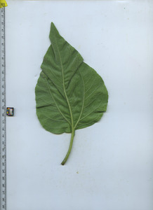 leafbottom