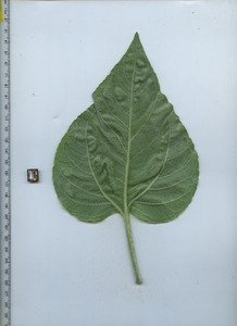 leafbottom
