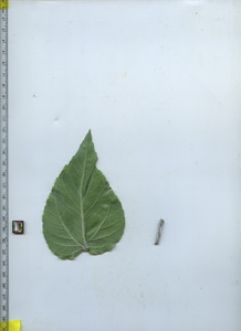leafbottom