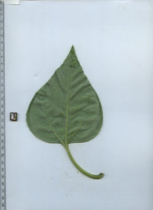 leafbottom