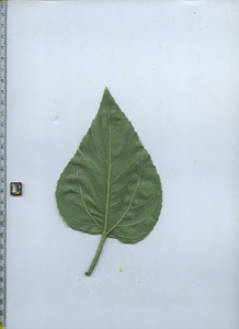 leafbottom