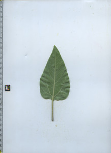 leafbottom