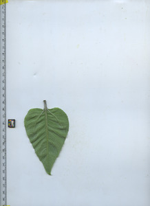 leafbottom