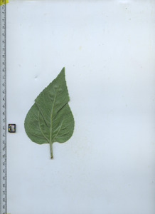 leafbottom