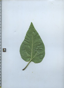 leafbottom