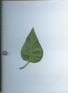 leafbottom