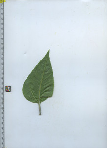 leafbottom