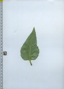 leafbottom