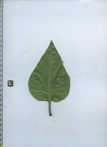 leafbottom