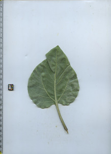 leafbottom