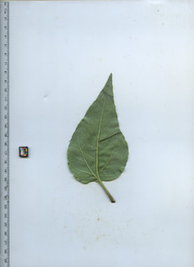 leafbottom