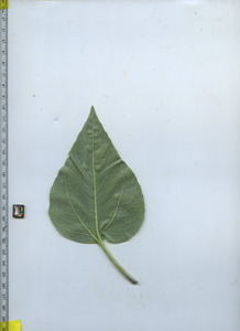 leafbottom
