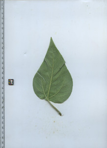 leafbottom