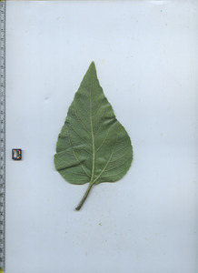 leafbottom