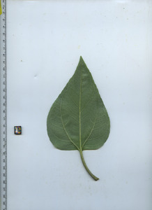 leafbottom