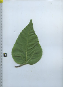 leafbottom