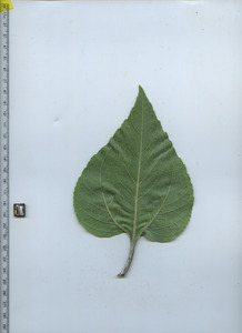 leafbottom