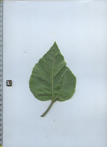 leafbottom