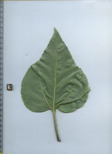 leafbottom