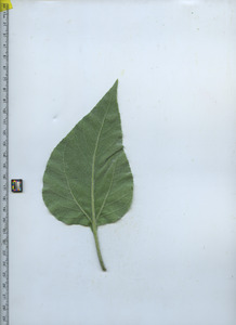 leafbottom