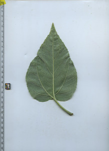 leafbottom