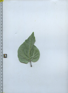 leafbottom
