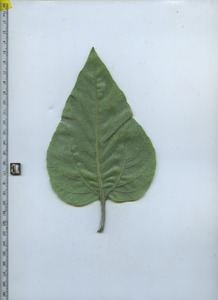 leafbottom