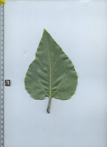 leafbottom
