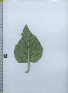 leafbottom