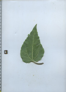 leafbottom