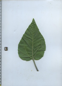 leafbottom