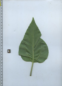 leafbottom