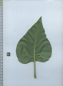 leafbottom