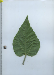 leafbottom