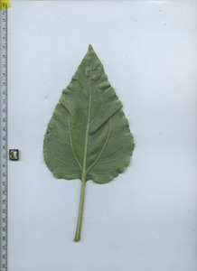 leafbottom