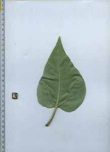 leafbottom