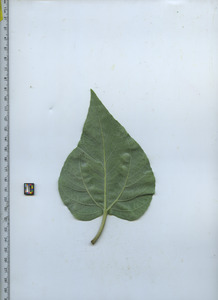 leafbottom