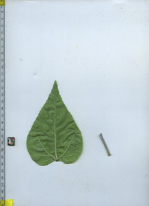 leafbottom