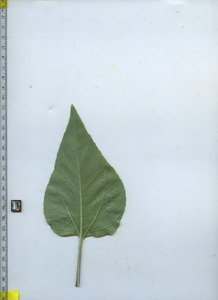 leafbottom