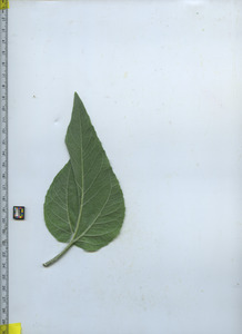 leafbottom