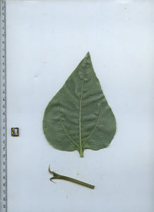 leafbottom
